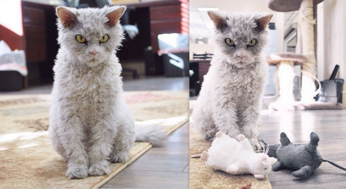 Селкирк рекс рыжий