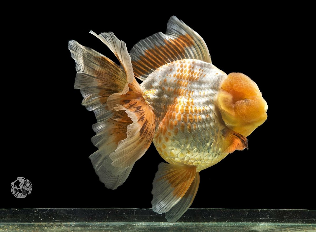 Оранда черная львиноголовая