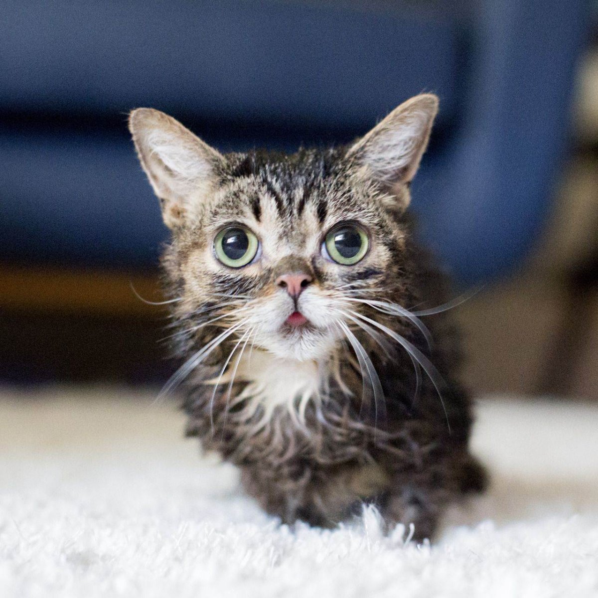 Селкирк рекс кудрявый