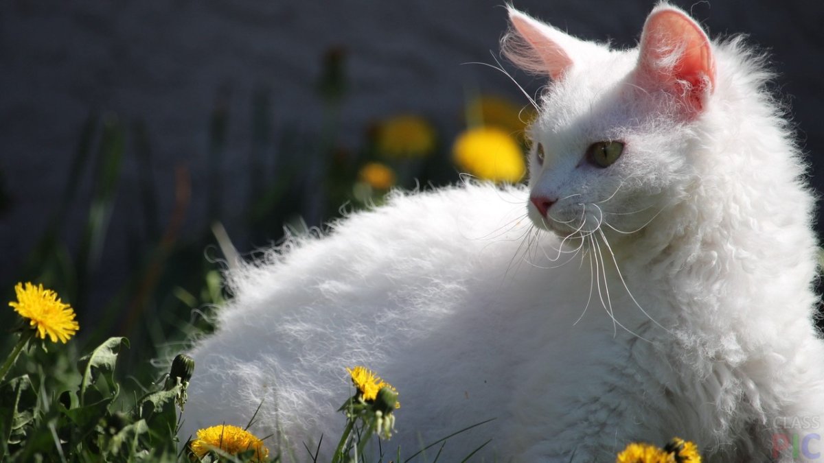 Селкирк-рекс Манчкин