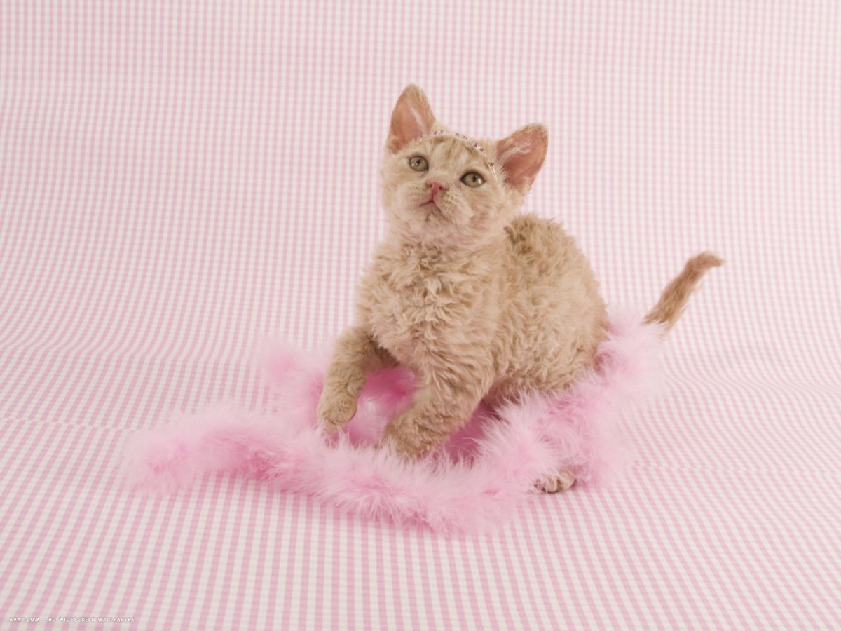 Манчкин кинкалоу