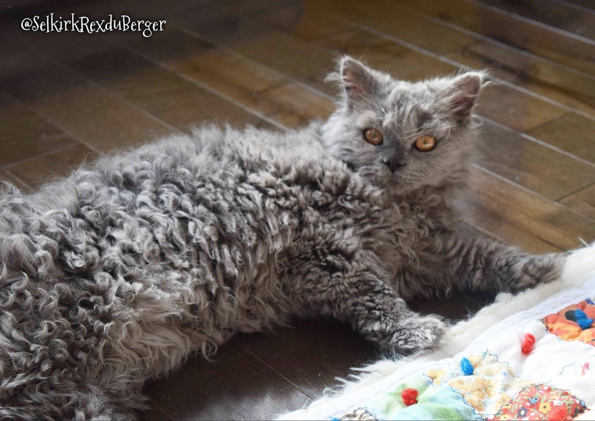 Селкирк-рекс - кошка-барашек