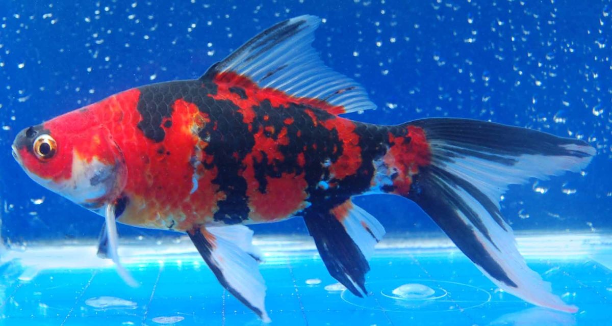 Комета красная шубункин