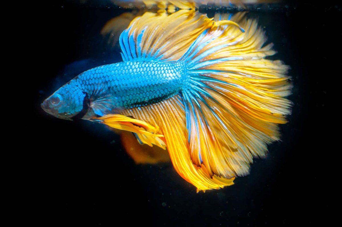Рыба петушок аквариумная