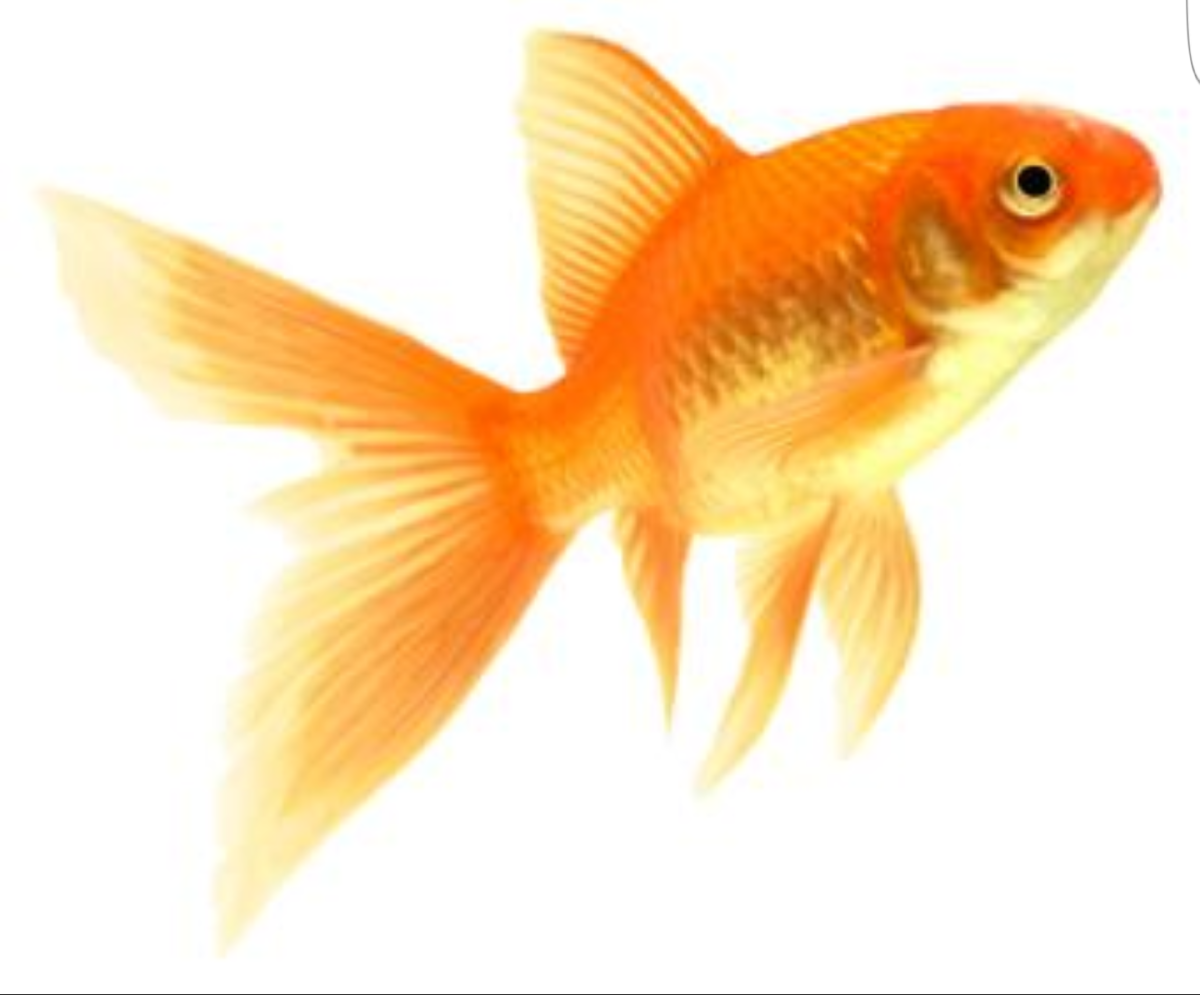 Большая рыба Золотая без фона