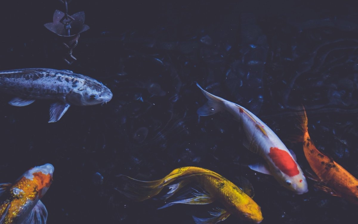 Рыбы Эстетика