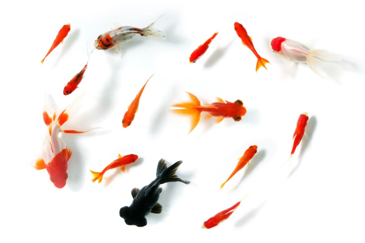 Золотые рыбки в пруду