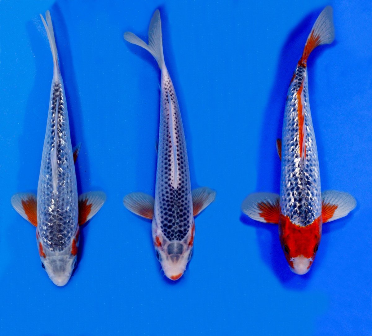 Карп кои Асаги