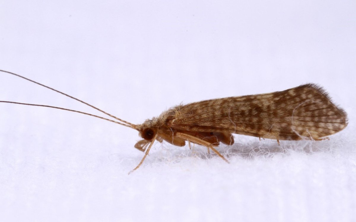 Ручейники (Trichoptera)