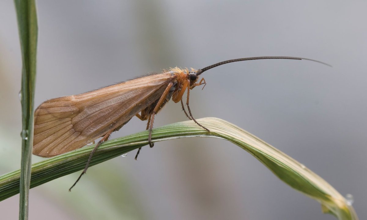Ручейники (Trichoptera)