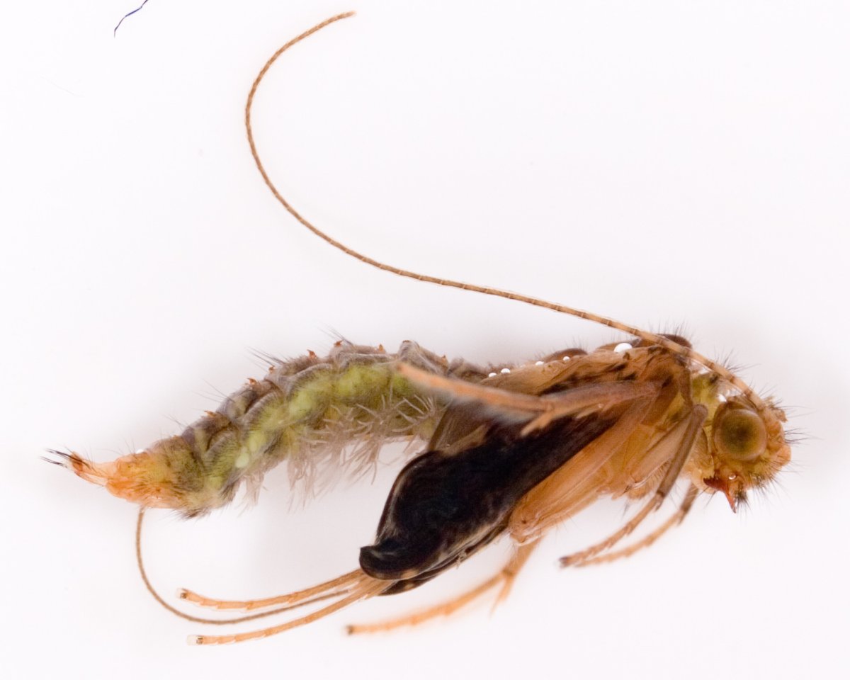 Ручейник личинка Стрекозы