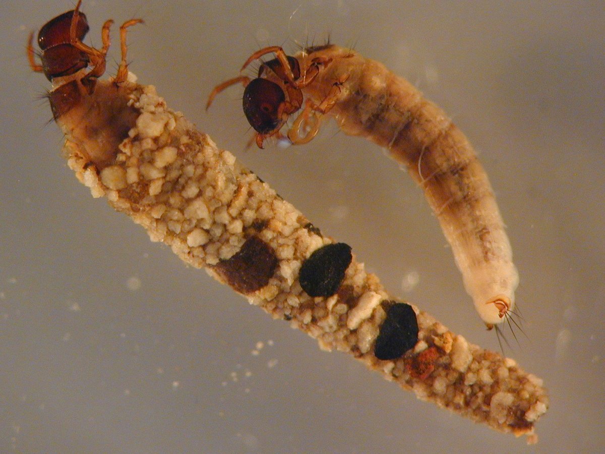 Ручейник в коконе