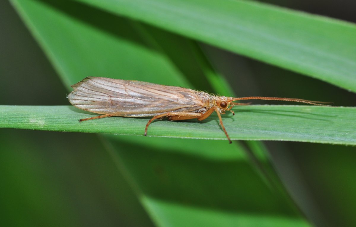 Отряд ручейники