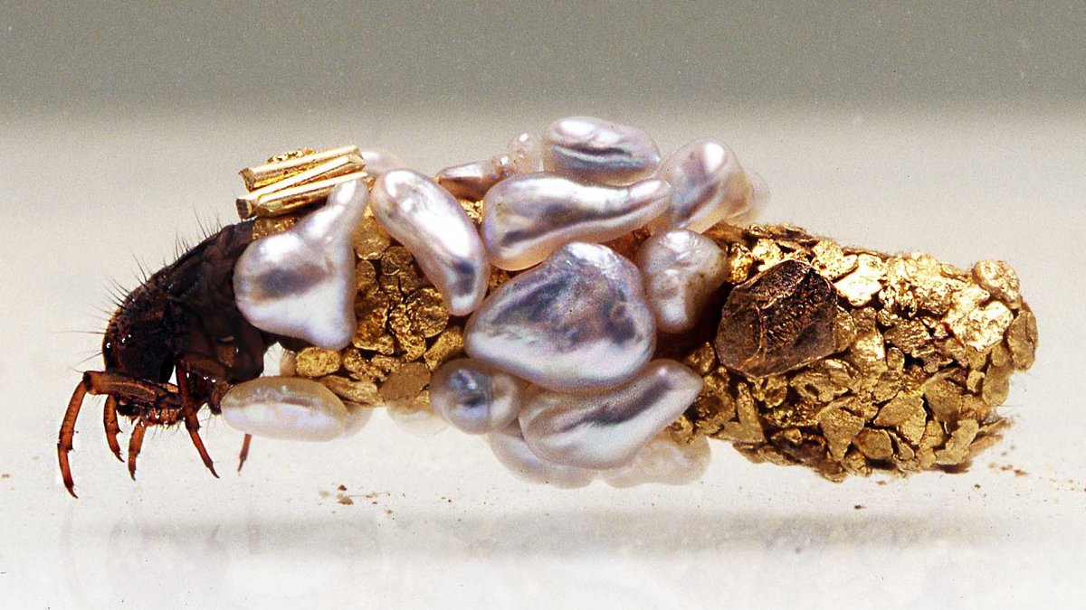 Ручейники Моланна