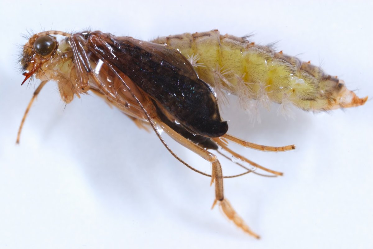 Ручейник гидропсих