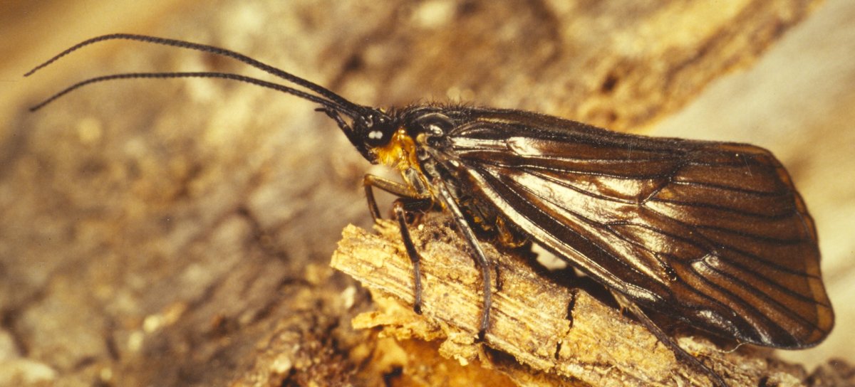 Ручейник бабочковидный