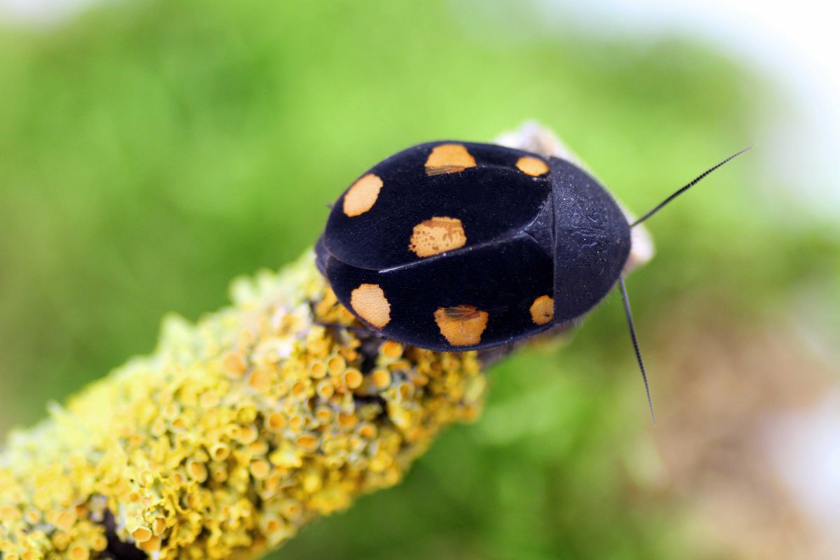 Анаболия ручейник