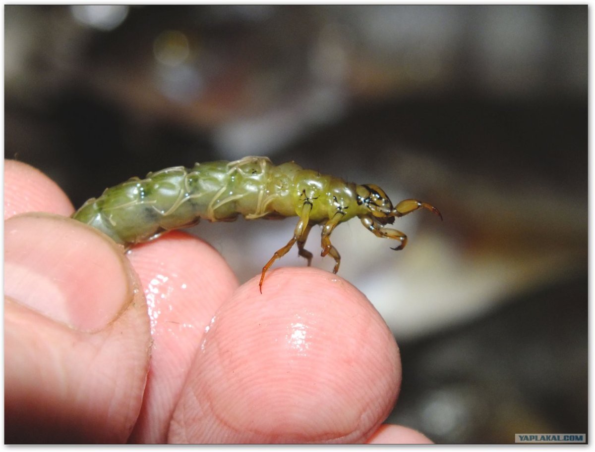 Анаболия ручейник