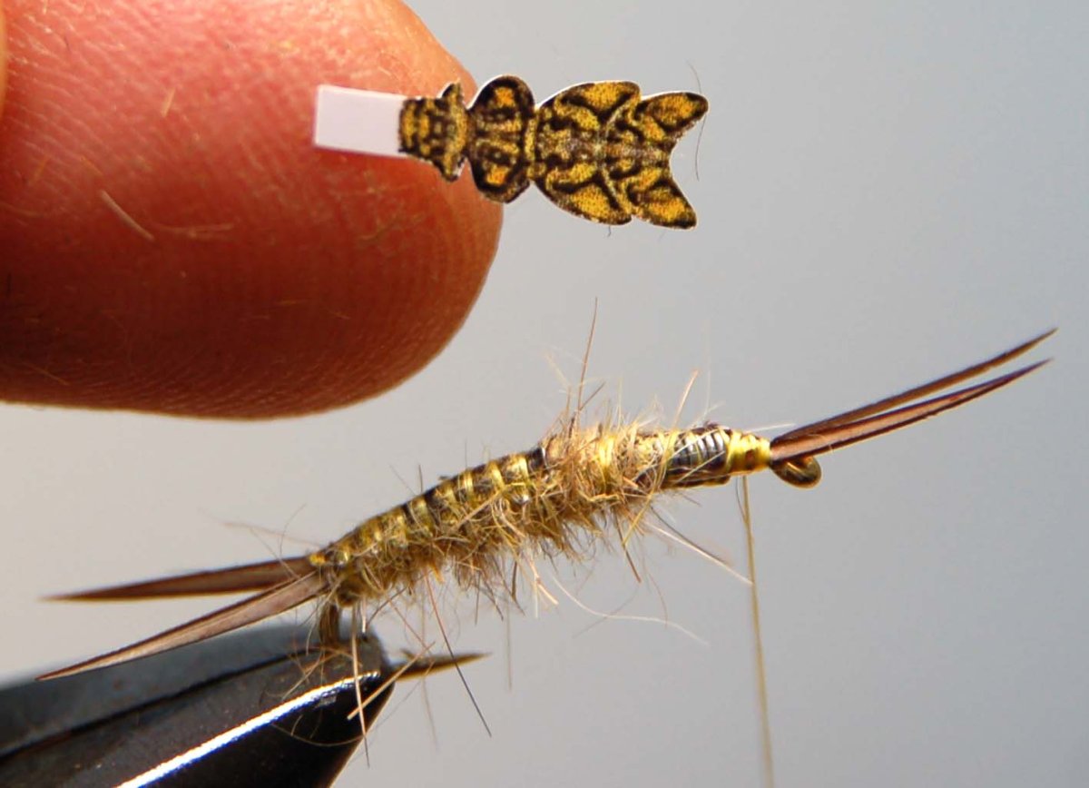 Ручейника апатанию зонеллу