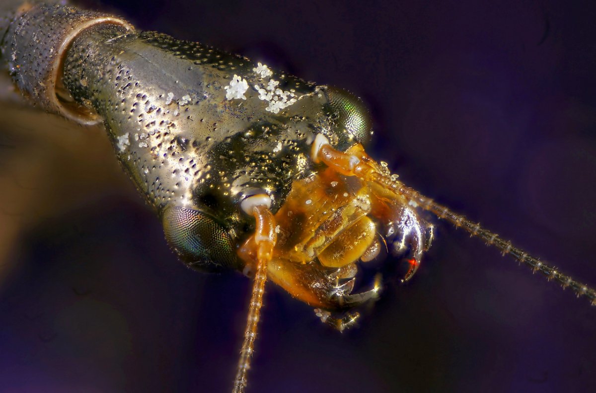 Ручейник глазчатый