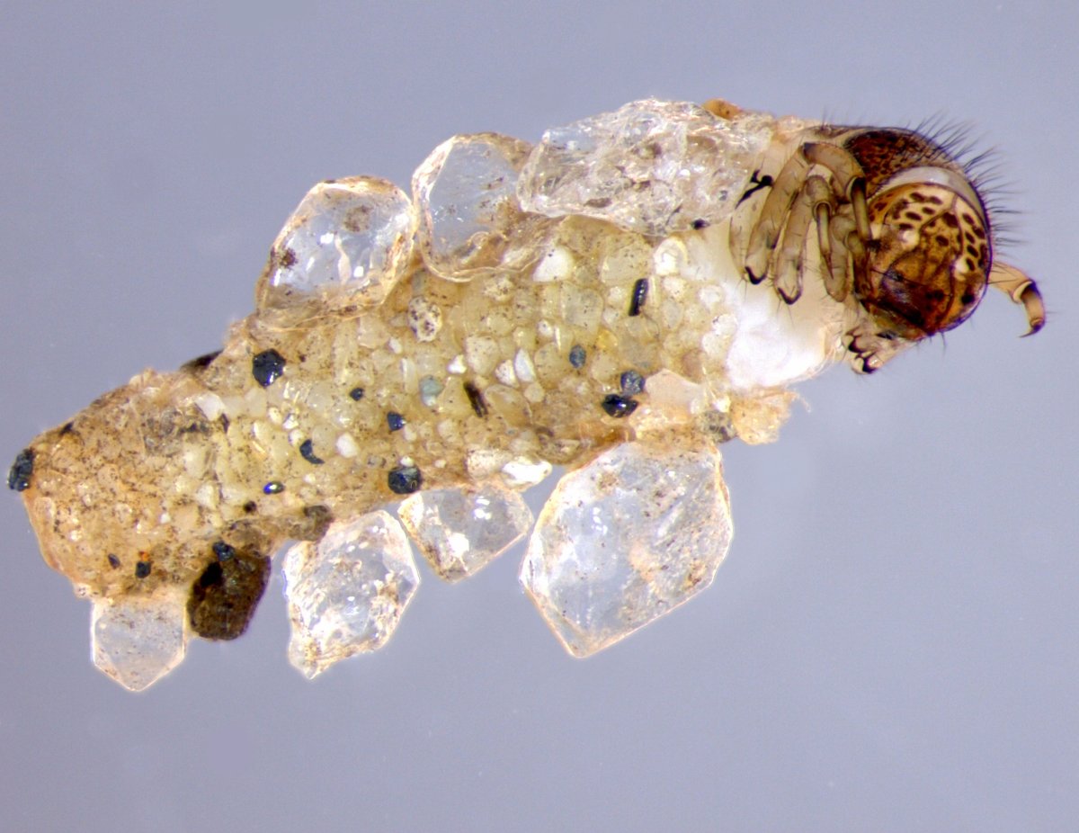 Род Argus Argus клещ