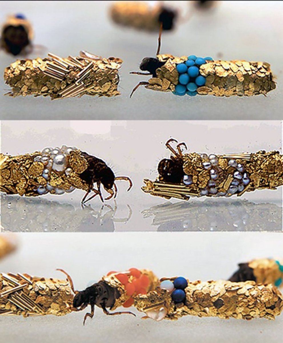 Свободноживущий ручейник мушка