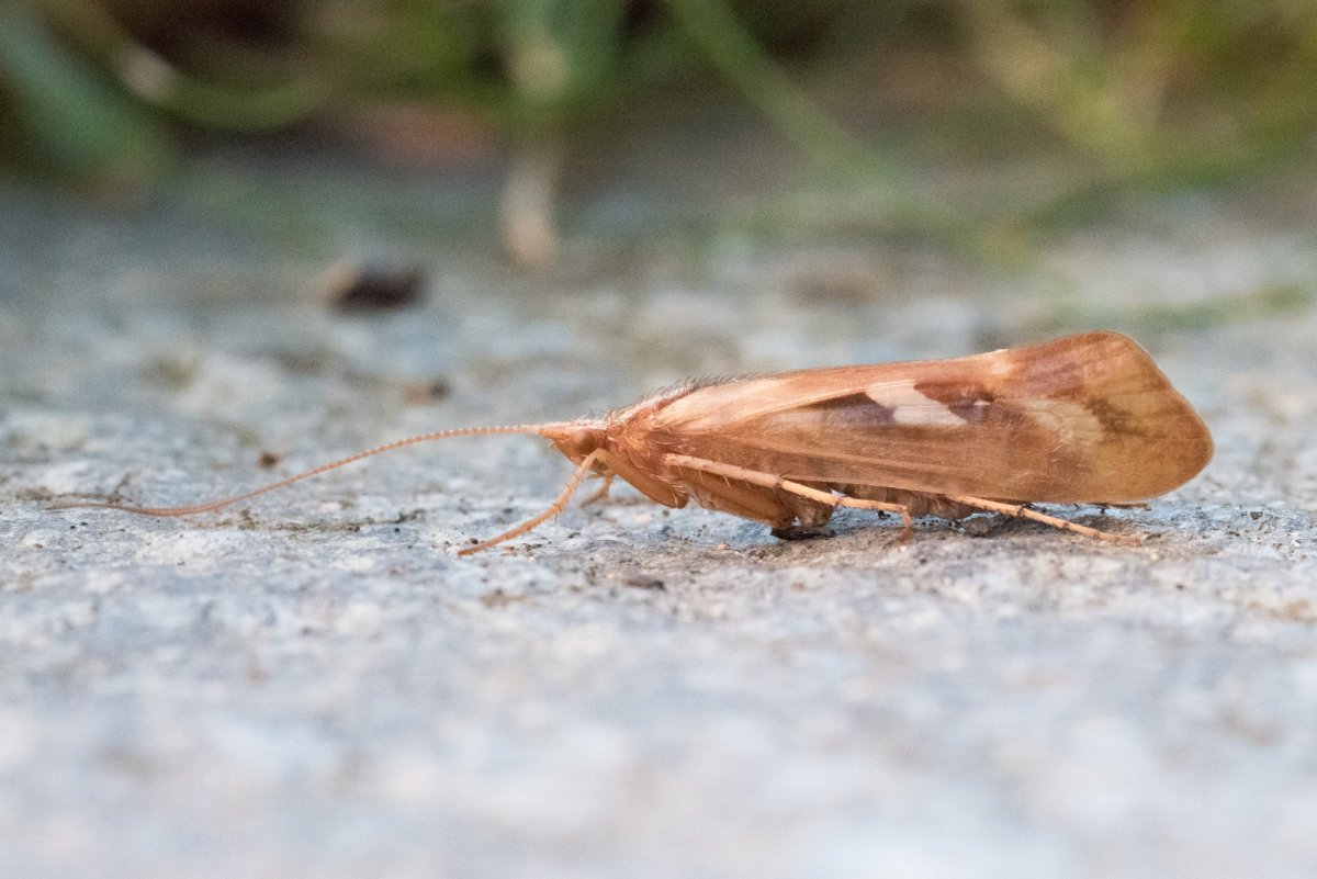 Ephemera Vulgata (поденка обыкновенная)