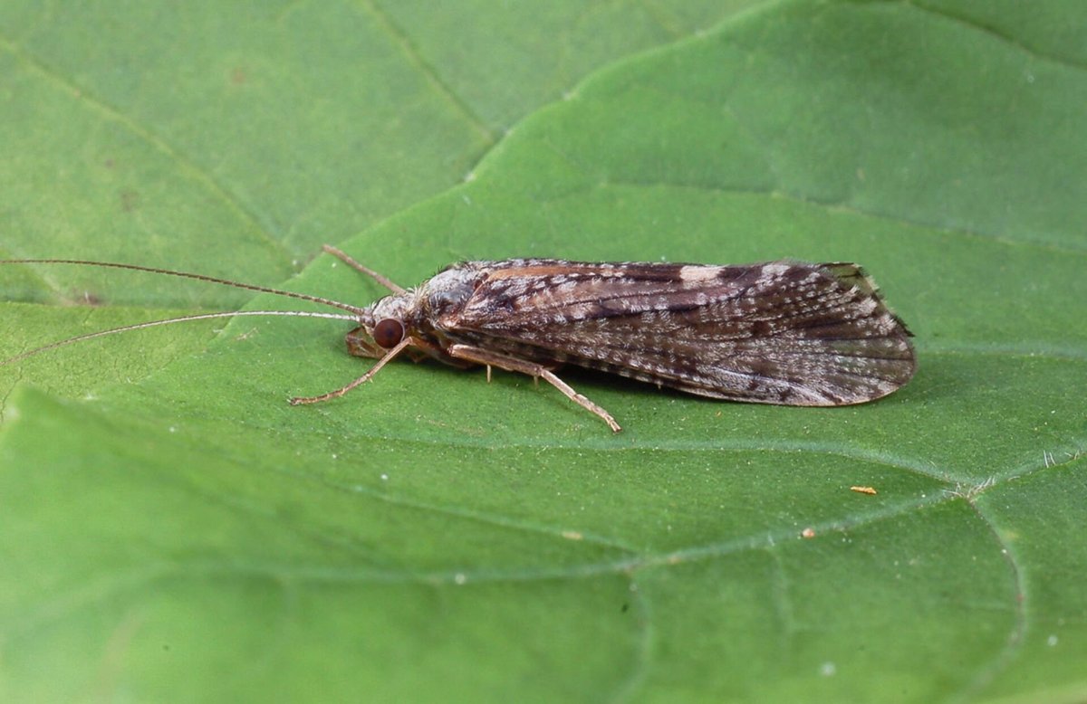 Ручейник насекомое личинка домик