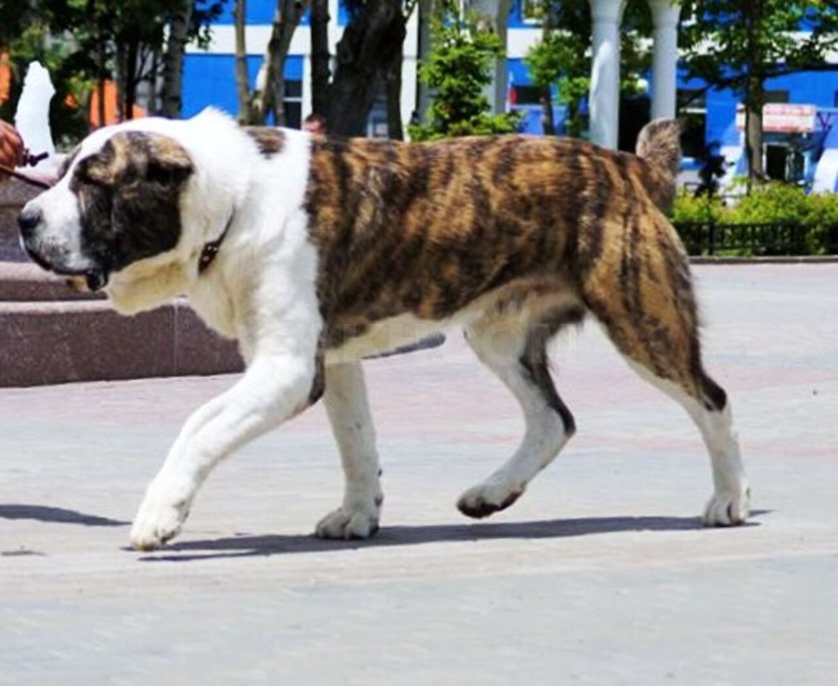 Среднеазиатская овчарка алабай тигровый