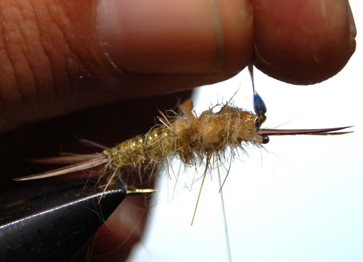 Личинка ручейника аноболия