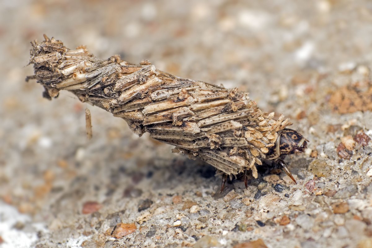 Нимфа Стрекозы