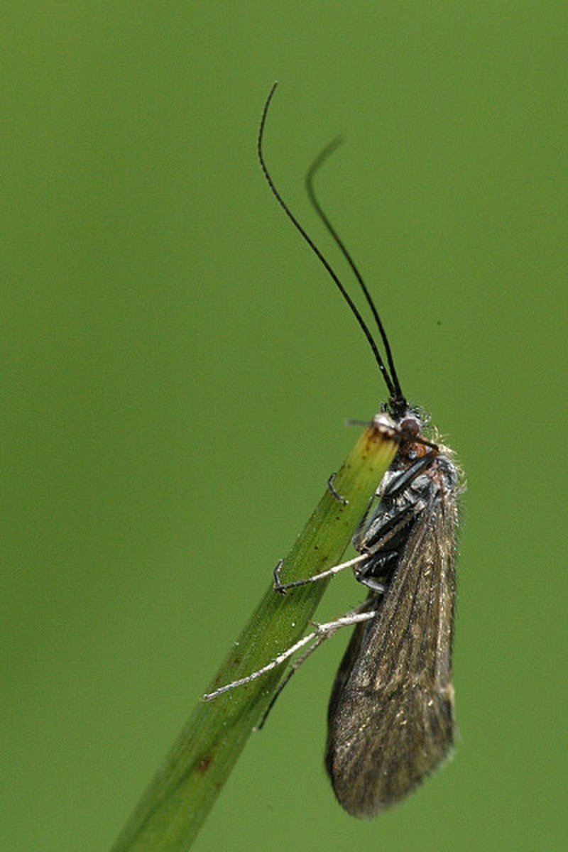 Ручейник в коконе