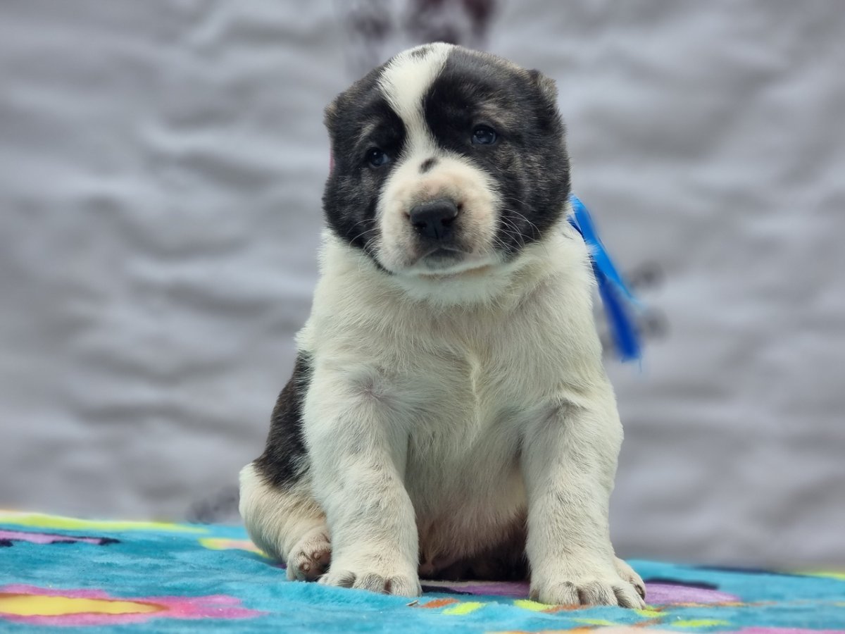 Среднеазиатская овчарка тигровый окрас