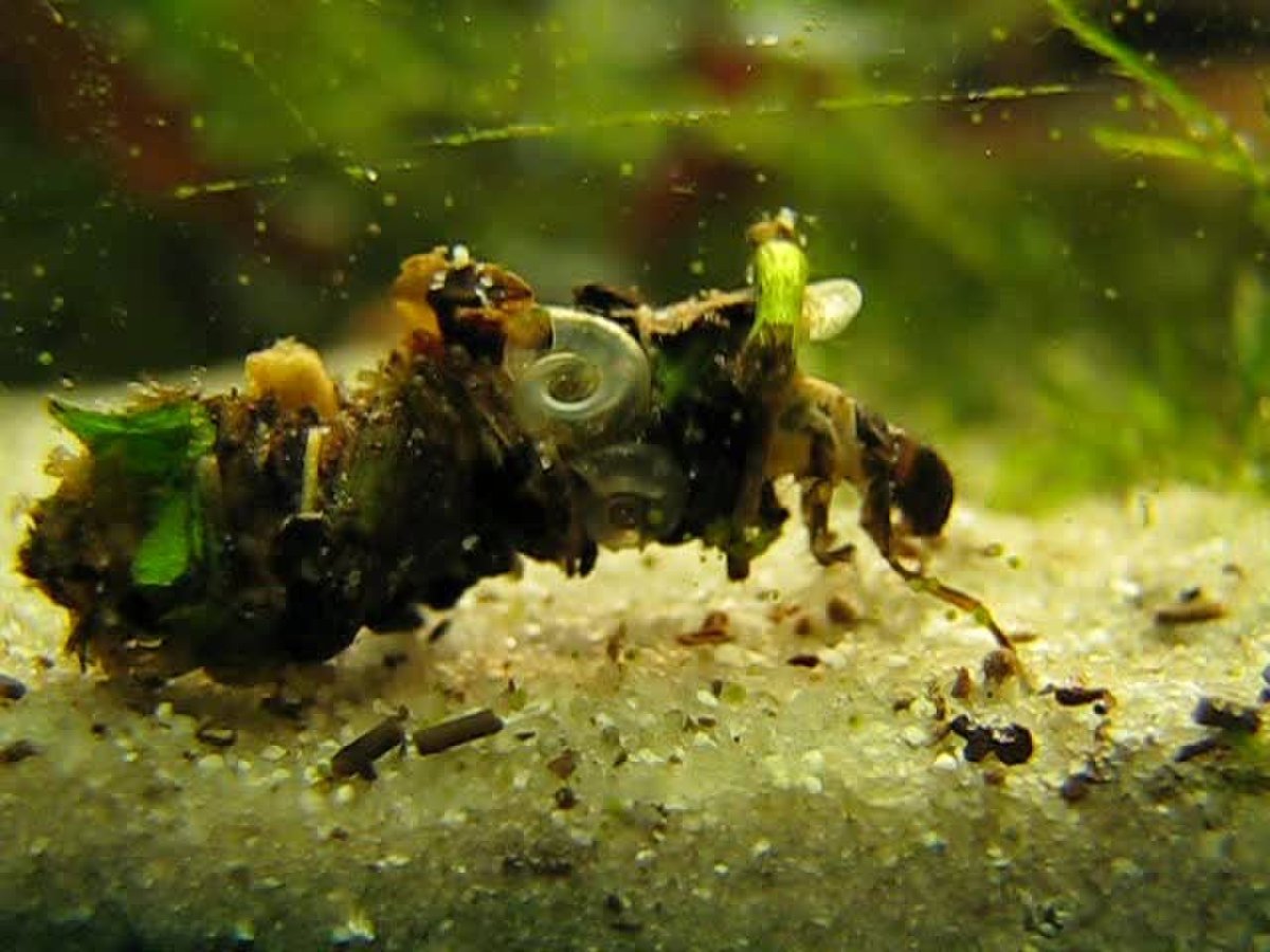 Пупа ручейника