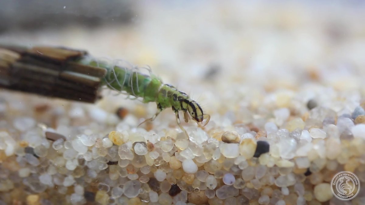 Ручейник бабочковидный