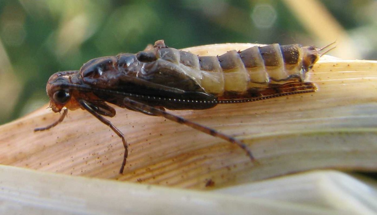 Ручейник желтоусый