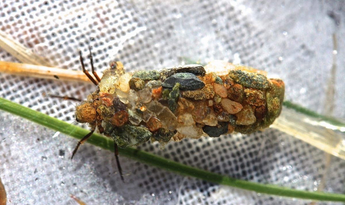 Верблюдка насекомое