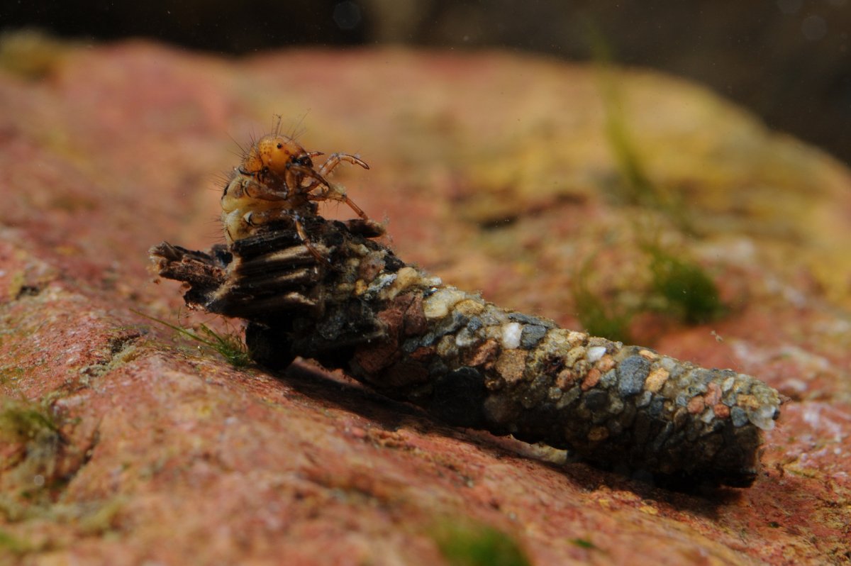 Лимнофила ручейник