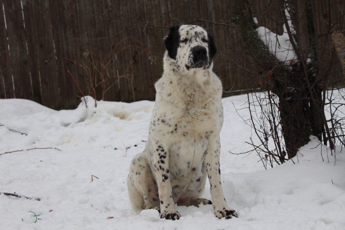 Гладкошерстный алабай тигровый