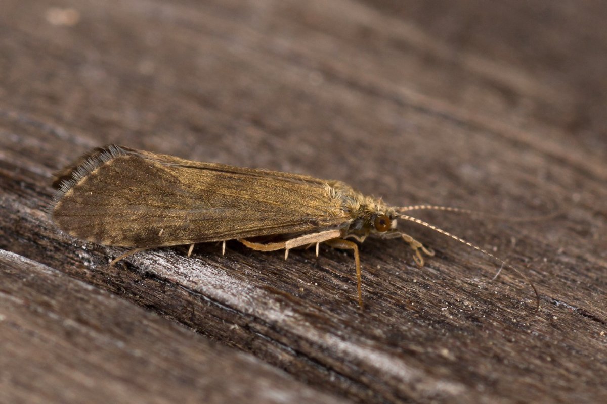 Нахлыстовая мушка медведка