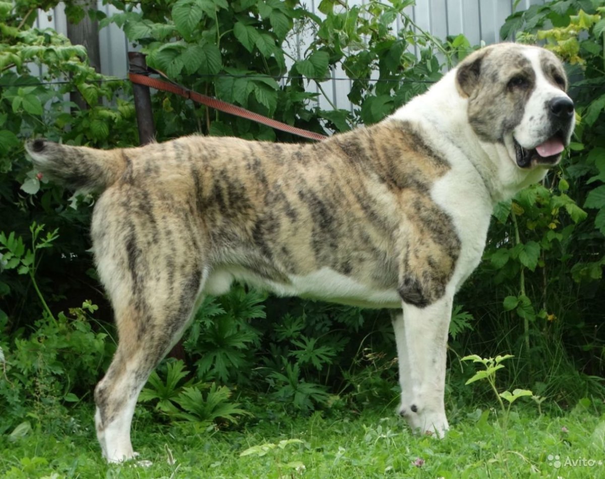 Среднеазиатская овчарка алабай тигровый
