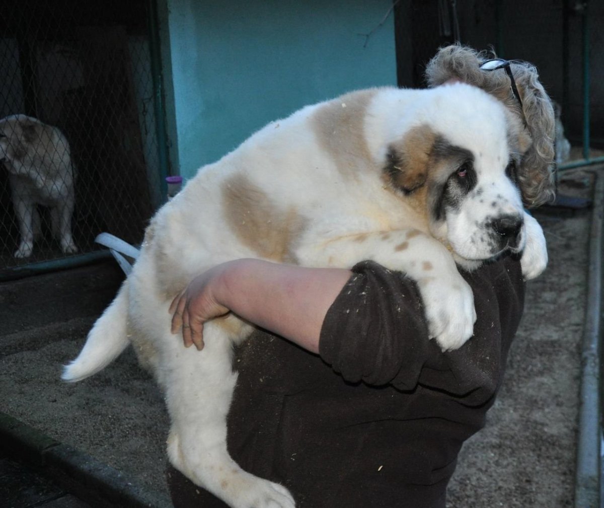 Среднеазиатская овчарка волкодав