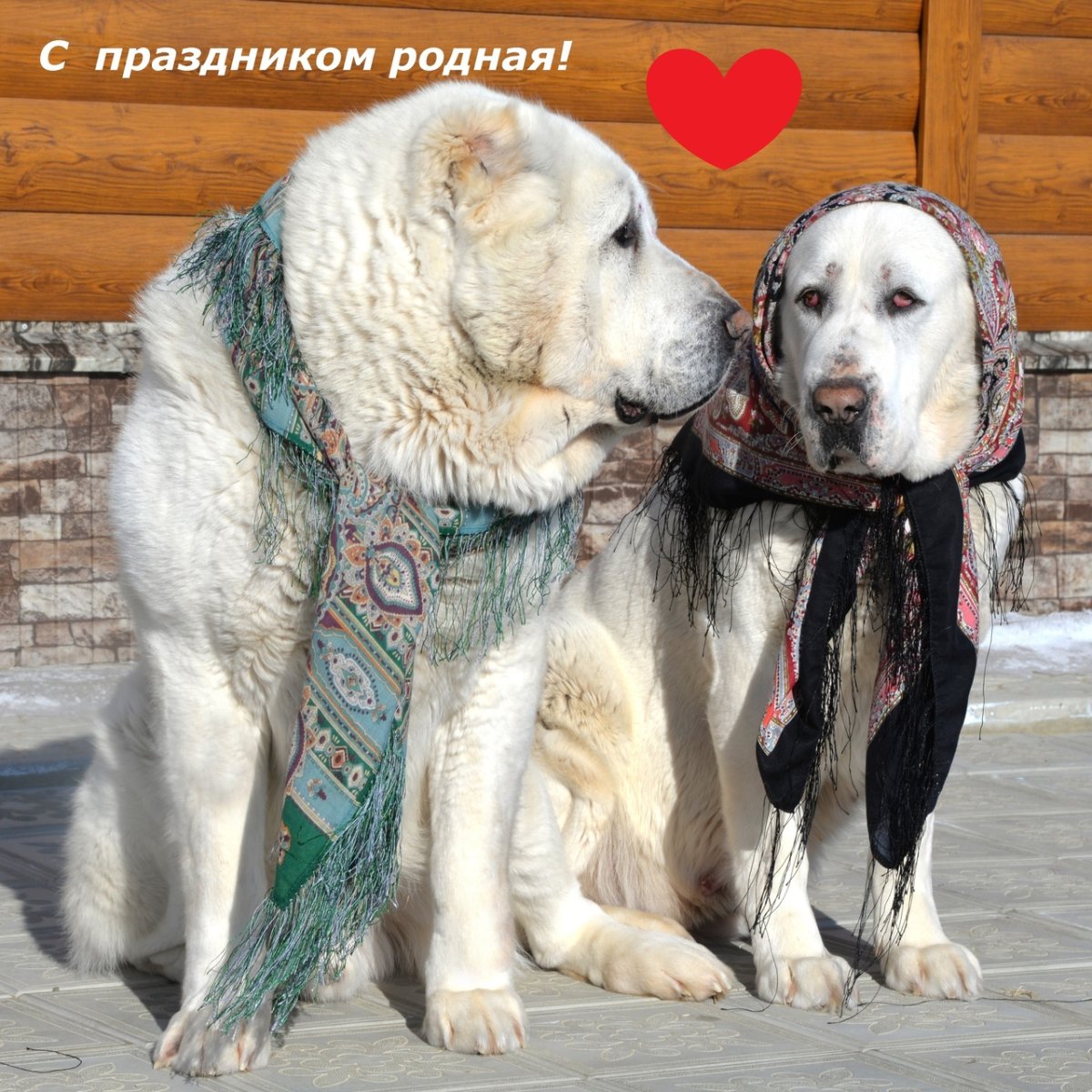 Метис борзой тигрового окраса