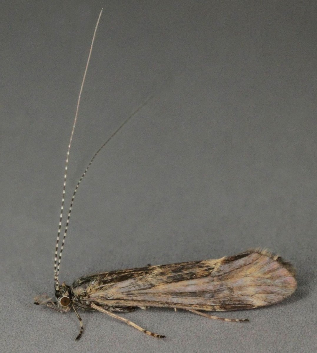 Жук ручейник