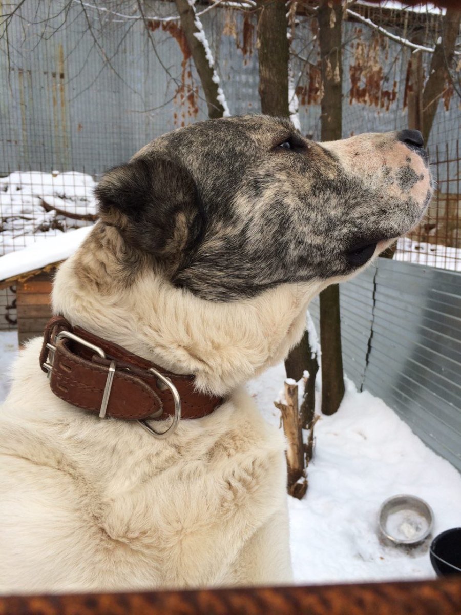 Собака кангал в профиль