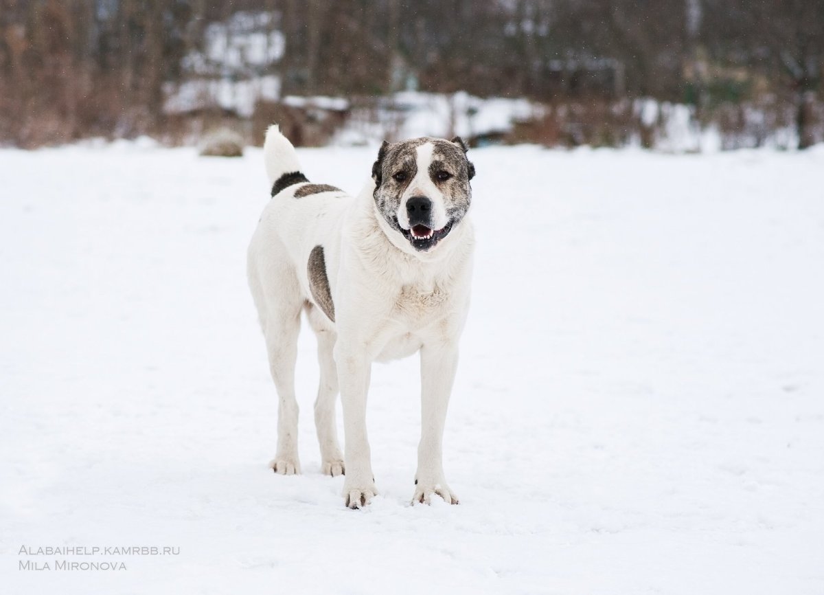 Туркменская овчарка алабай