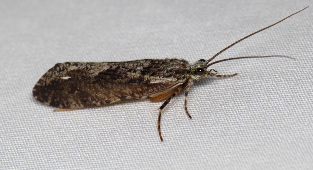 Шитик личинка ручейника