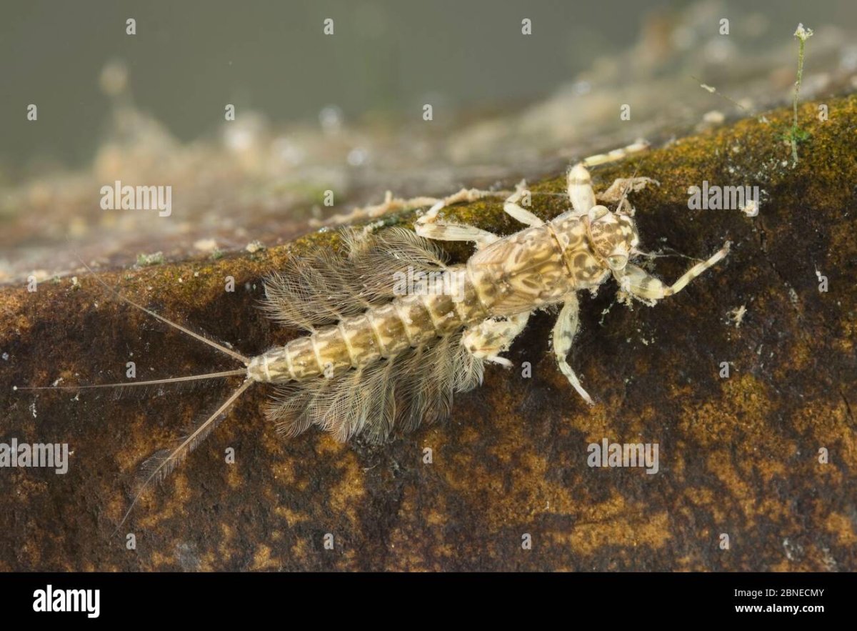 Личинка Стрекозы коромысла