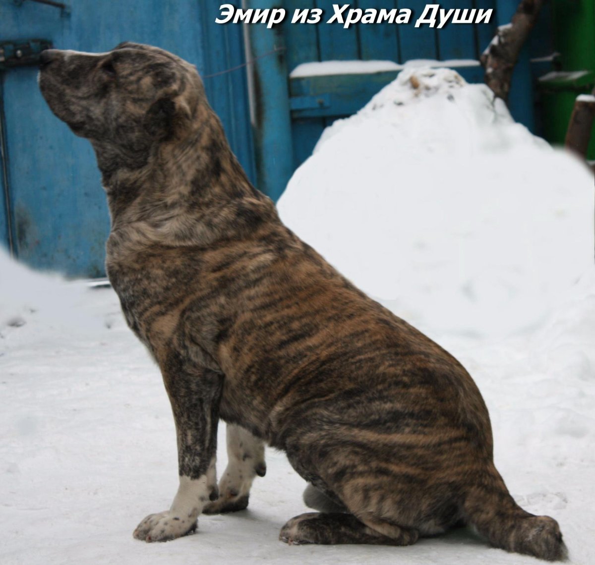 Тигровый алабай