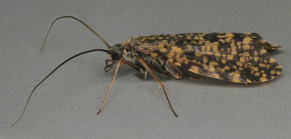 Личинка Стрекозы Дозорщик Император